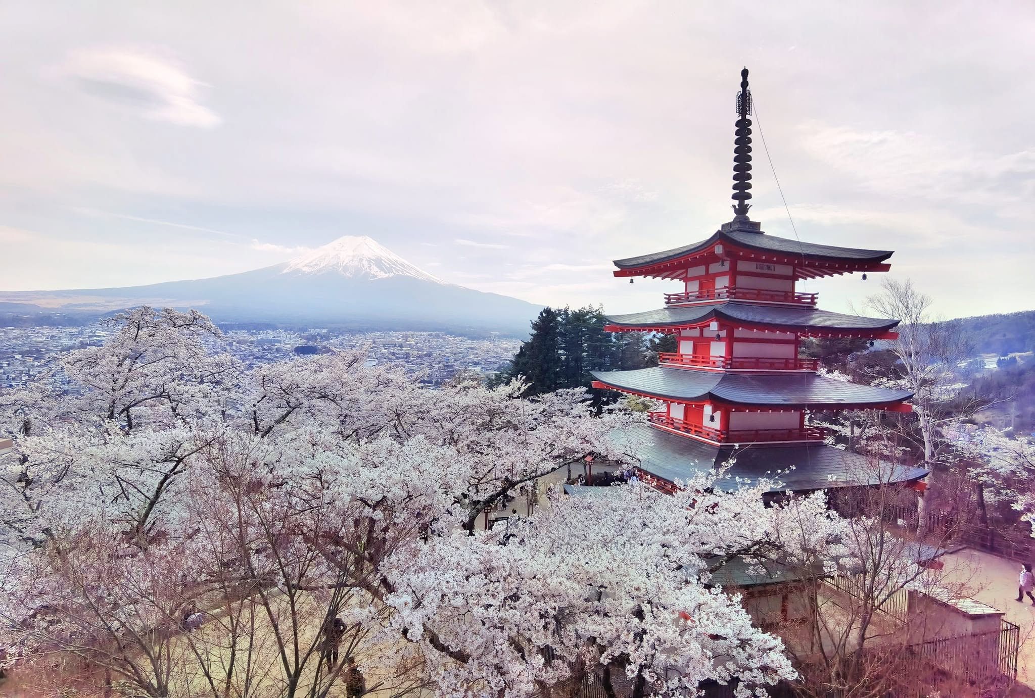 Primavara in Japonia